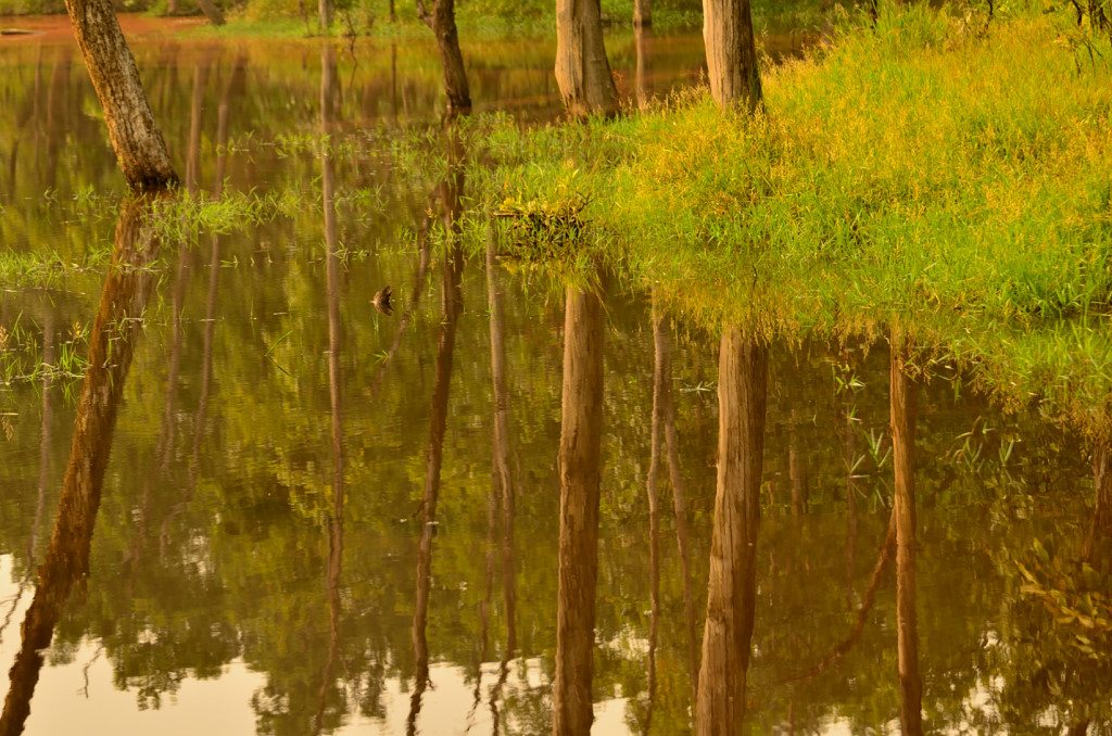 Madhya Pradesh - places to visit in Madhya Pradesh, wildlife, Sanjay Dubri National Park, Parsili