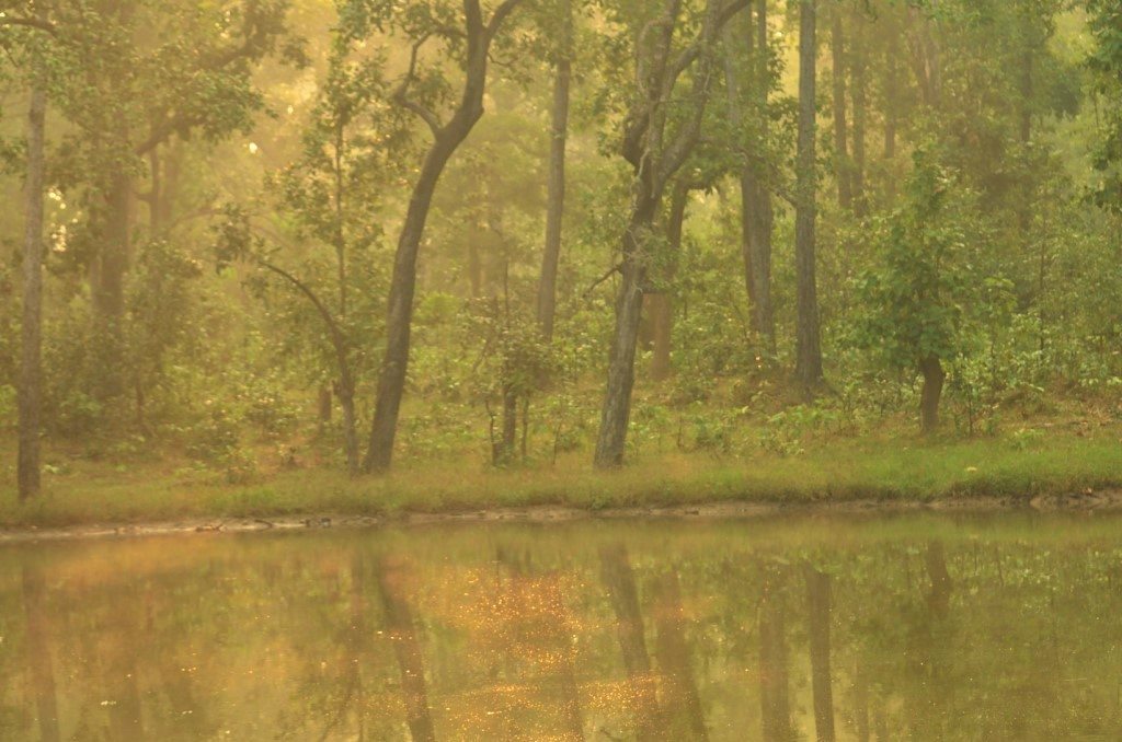 Madhya Pradesh, places to visit in Madhya Pradesh, wildlife parks of Madhya Pradesh, Sanjay Dubri National Park