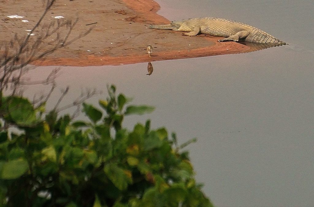 Madhya Pradesh wildlife, Ken Gharial Wildlife Sanctuary