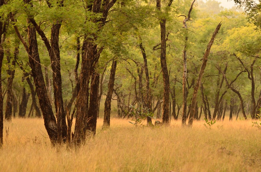 Madhya pradesh wildlife, tiger reserves in Madhya Pradesh