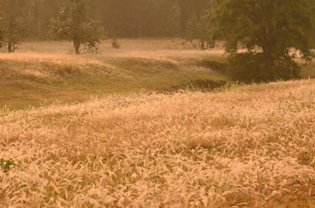 Madhya Pradesh wildlife, Sanjay Dubri National Park , tiger reserves in Madhya Pradesh