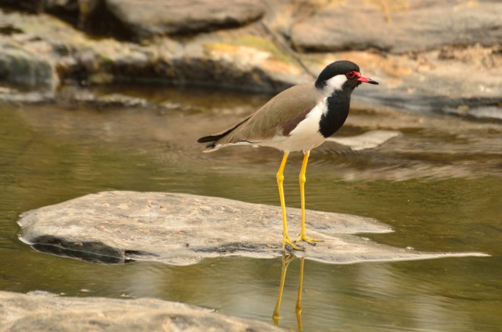 Madhya Pradesh wildlife, birds, tiger reserves in Madhya Pradesh