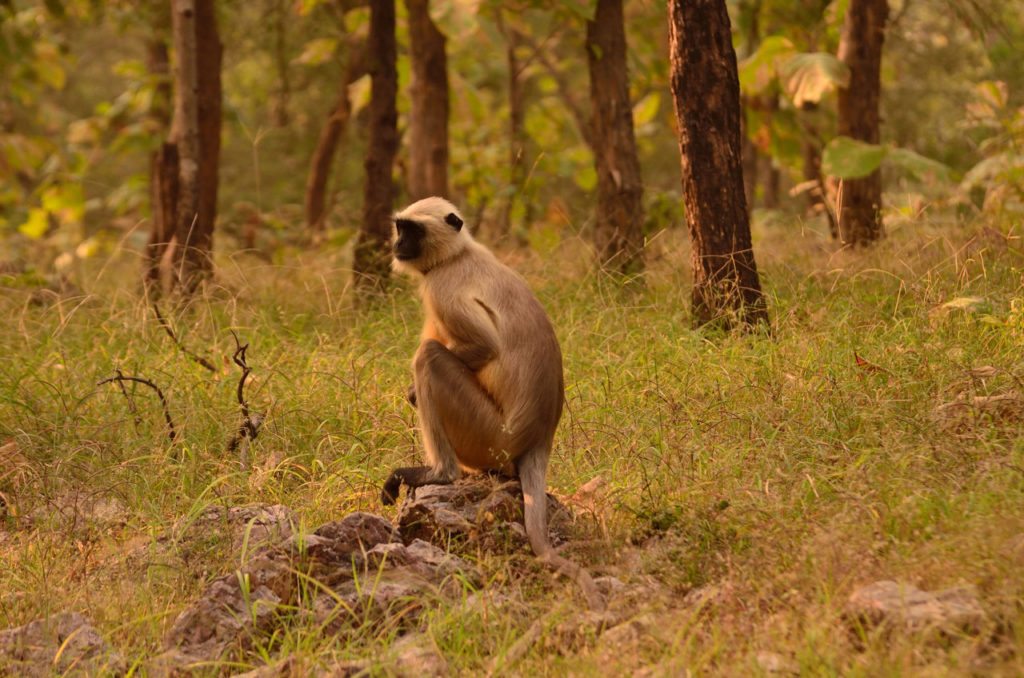 Madhya Pradesh wildlife, forests, tiger reserves in Madhya Pradesh, Panna National Park