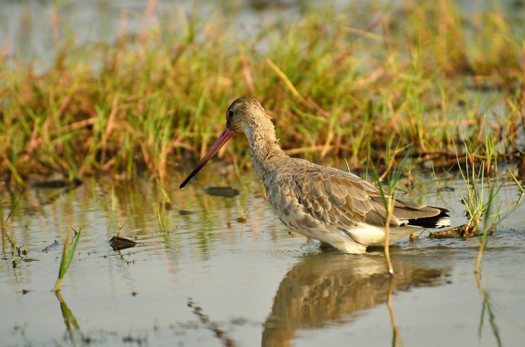 Odisha Mangalajodi bird watching