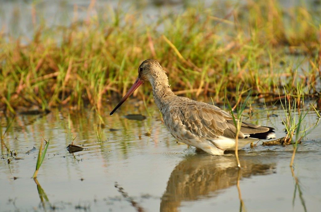 Odisha Mangalajodi bird watching