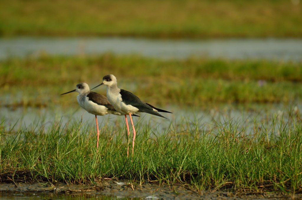 Odisha Mangalajodi bird watching