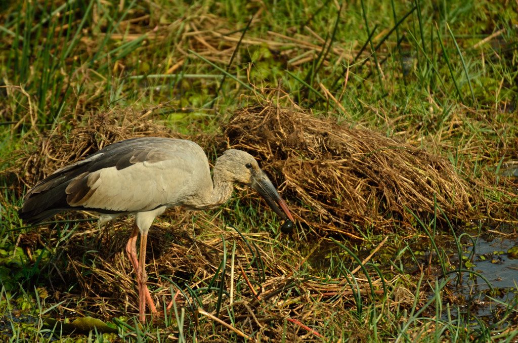 Odisha Mangalajodi bird watching