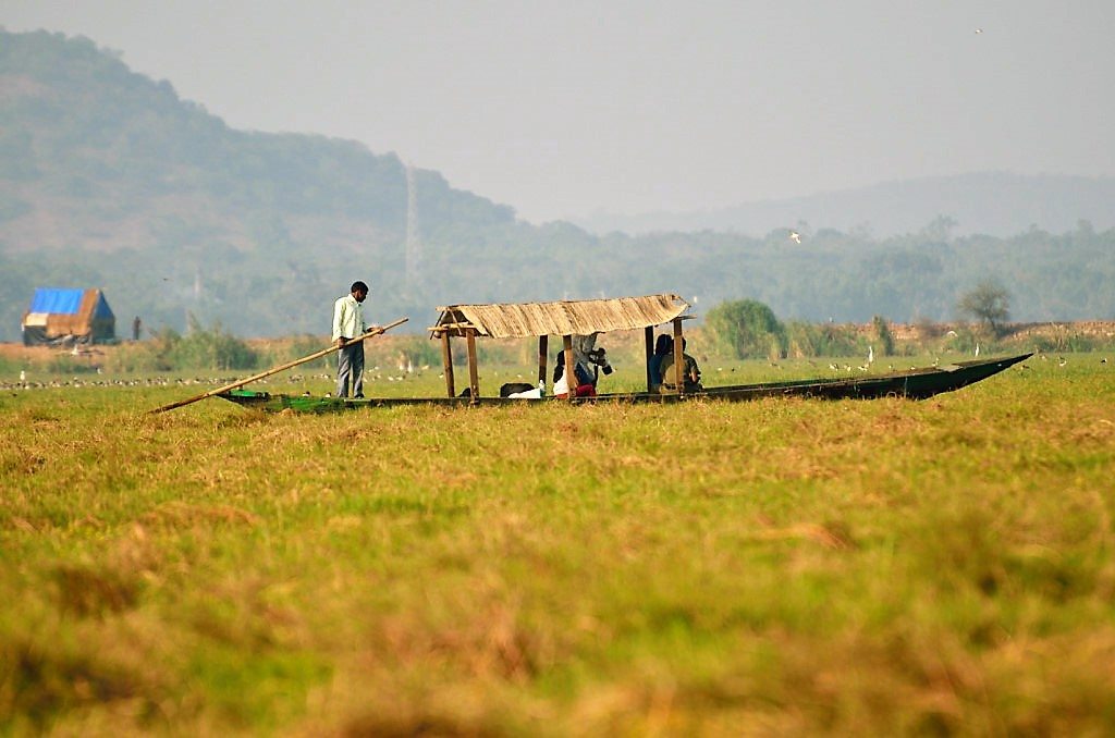Odisha Mangalajodi bird watching