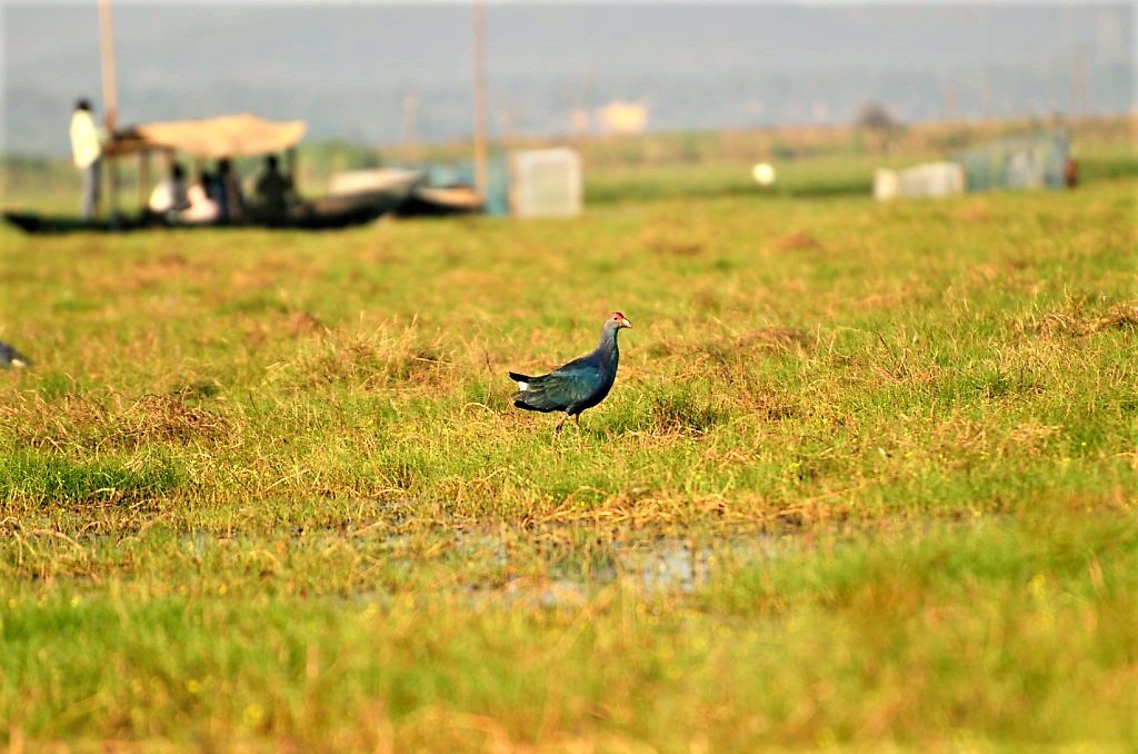 Odisha Mangalajodi bird watching