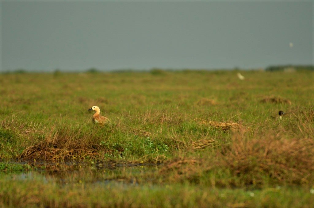 Odisha Mangalajodi bird watching