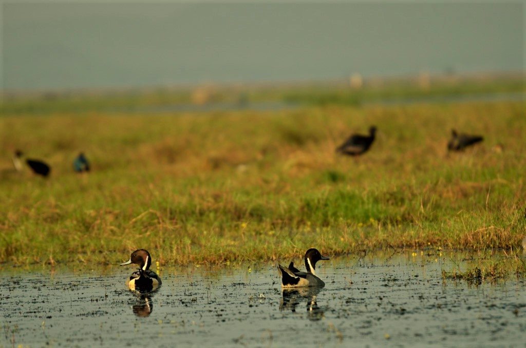 Odisha Mangalajodi bird watching