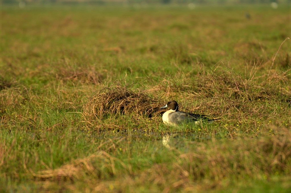 Odisha Mangalajodi bird watching