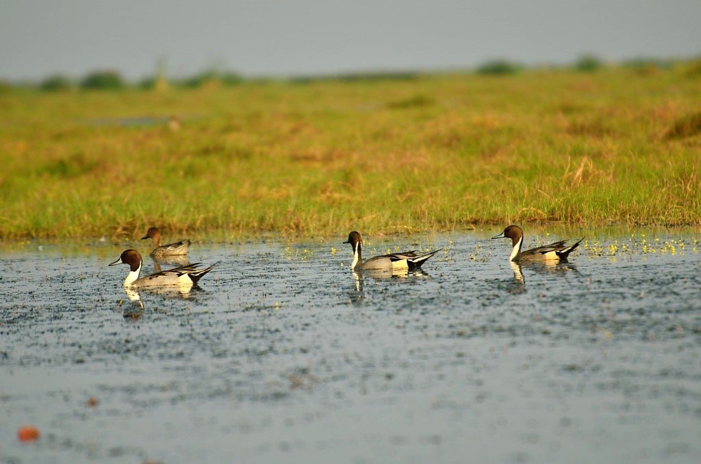 Odisha Mangalajodi bird watching
